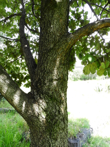 netleaf oak