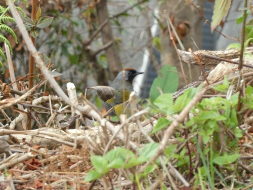 Silver-eared Laughingthrush (Trochalopteron melanostigma), photo 10