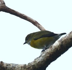 Euphonia minuta