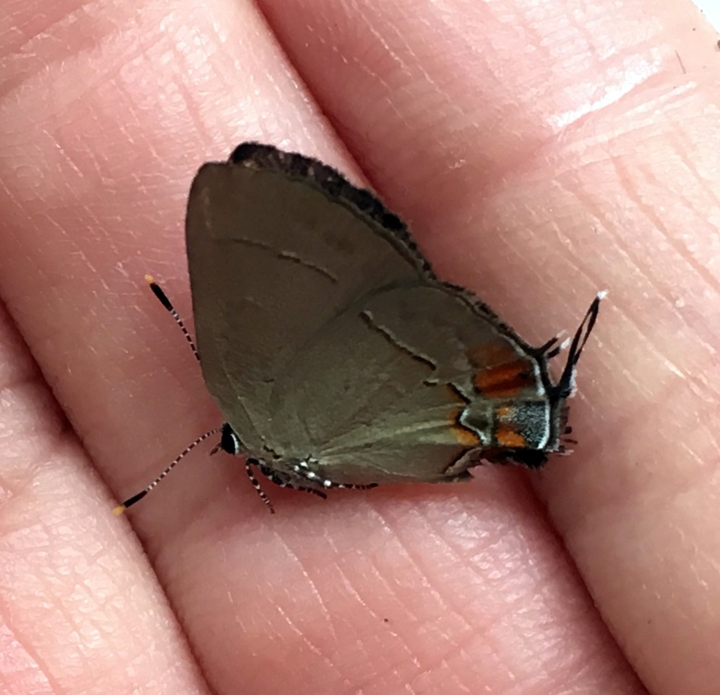 Arumecla aruma