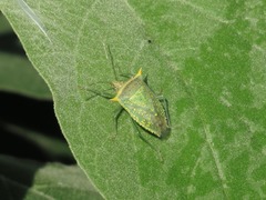 Arvelius albopunctatus