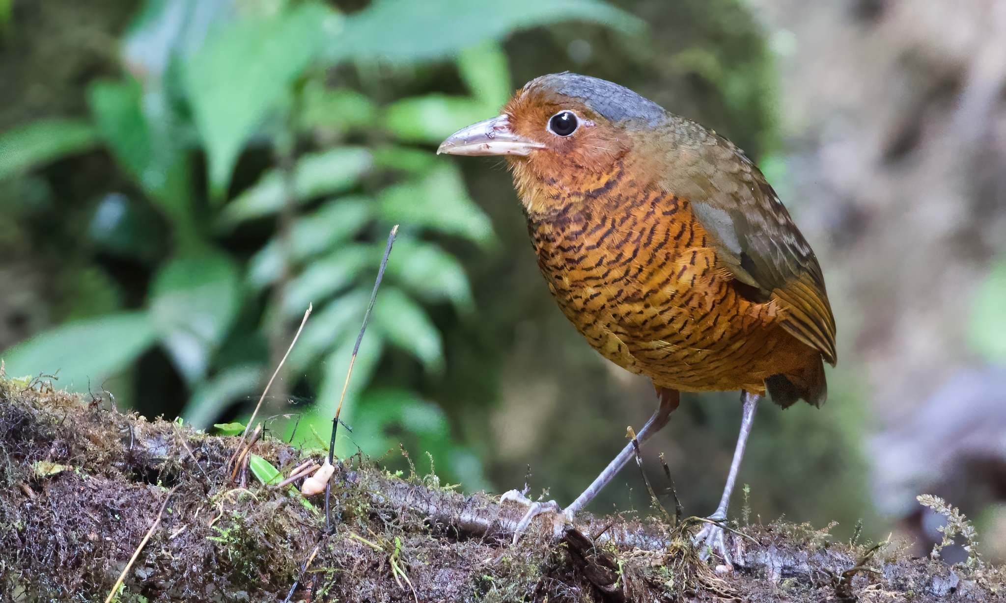 Giant Antpitta (Grallaria gigantea), photo 10
