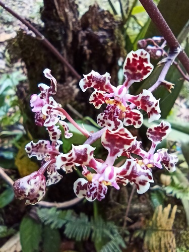 Trichocentrum carthagenense spotted pink flowers, Colombia