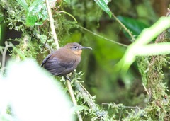 Dusky Leaftosser photo 2