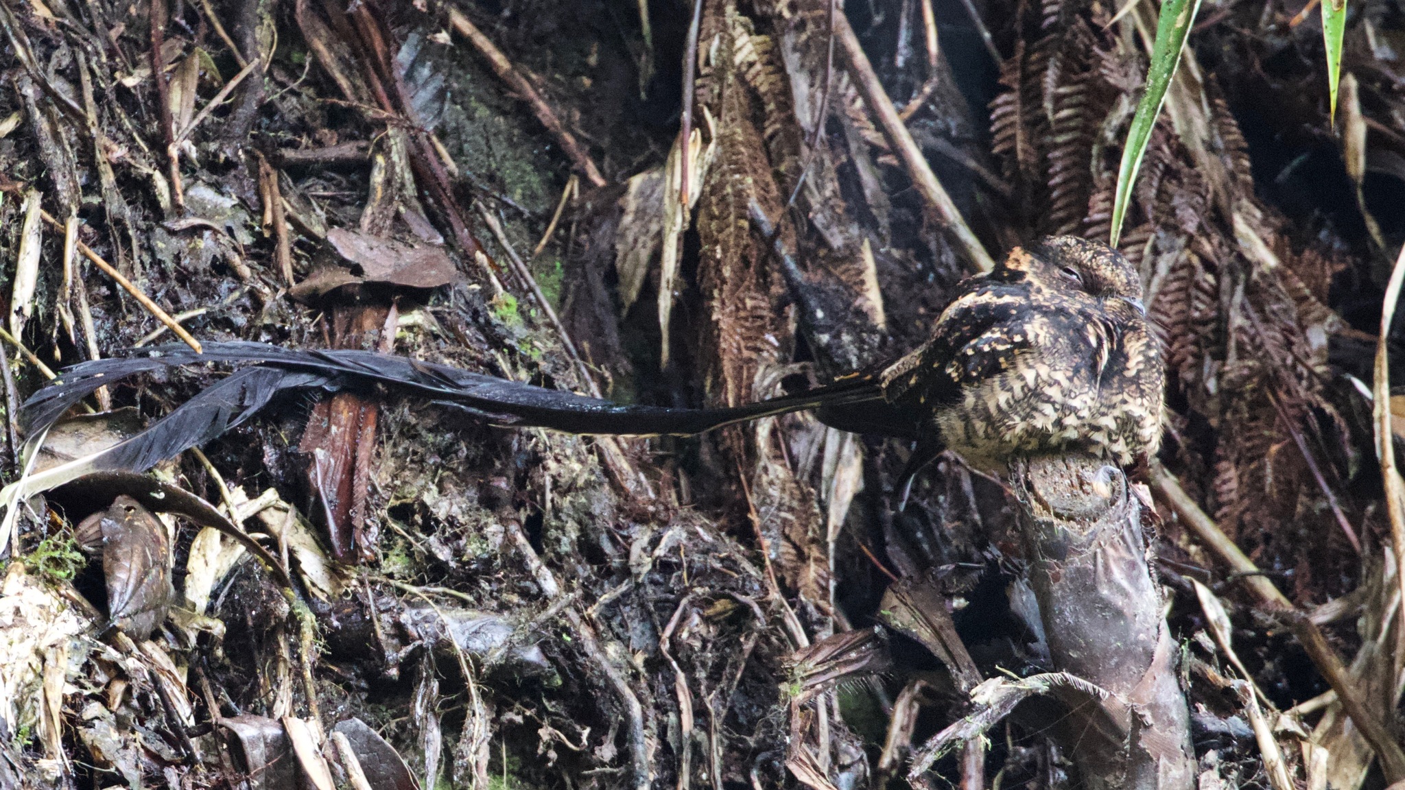 Lyre-tailed Nightjar (Uropsalis lyra), photo 7