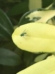 Condylostylus armipes
