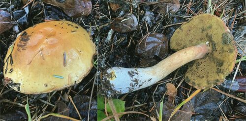 Boletus edulis