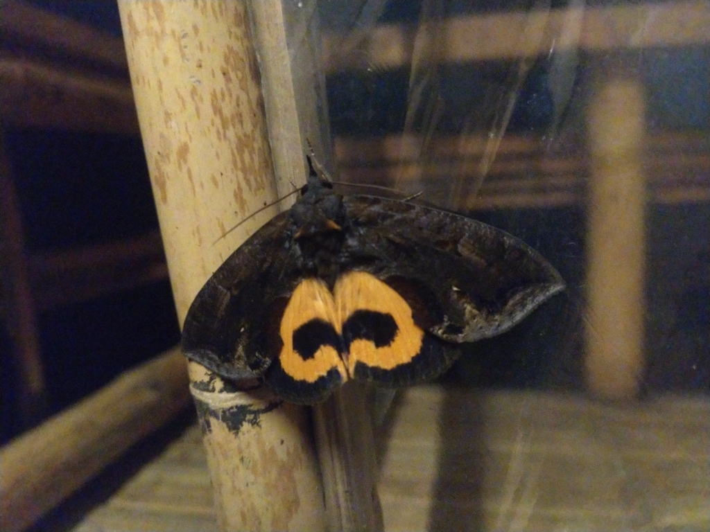 Eudocima colubra