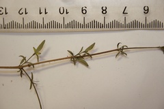 Coprosma linariifolia