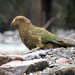 Kea - Photo (c) Katja Schulz, some rights reserved (CC BY)