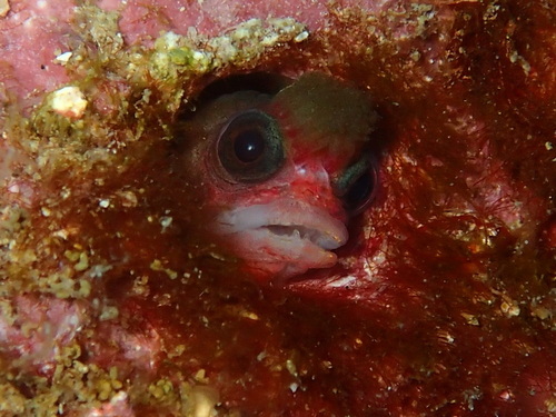 Tufted sand blenny (Mccoskerichthys sandae) — Chaenopsidae