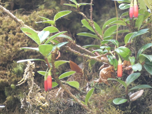 Agapetes hosseana, photograph 4