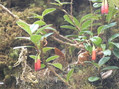 Agapetes hosseana, photograph luluchouette, CC BY, iNaturalist via GBIF