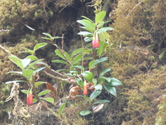 Agapetes hosseana, photograph luluchouette, CC BY, iNaturalist via GBIF