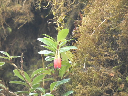 Agapetes hosseana, photograph 3