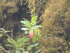 Agapetes hosseana, photograph luluchouette, CC BY, iNaturalist via GBIF