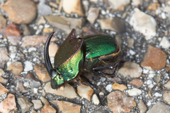 Phanaeus difformis