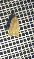 Helcystogramma hystricella