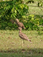 Burhinus indicus