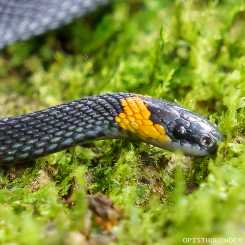 Ringneck Coffee Snake