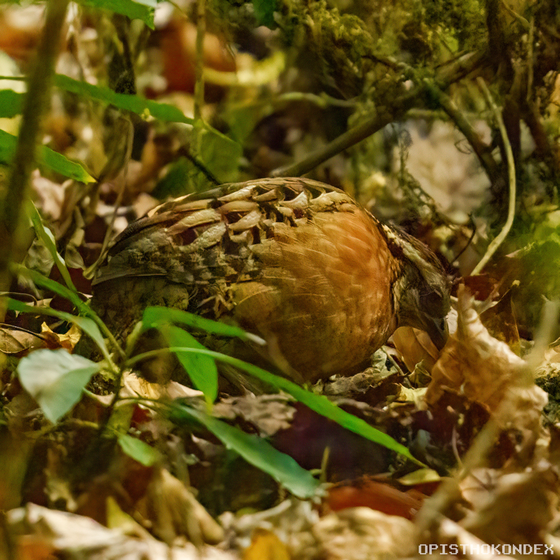 Singing Quail (Dactylortyx thoracicus), photo 3