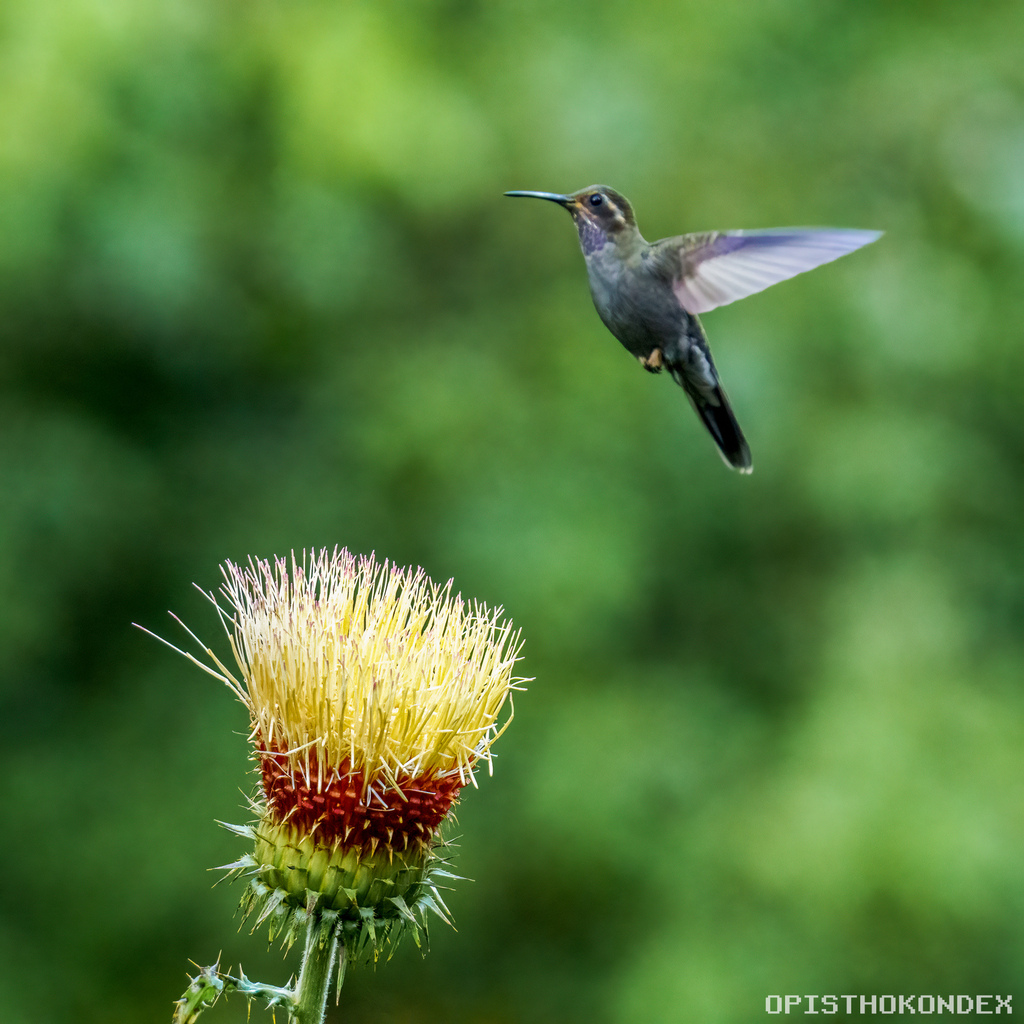 Amethyst-throated Mountain-gem