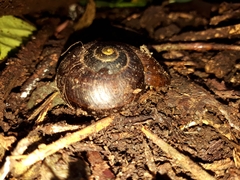 Powelliphanta traversi