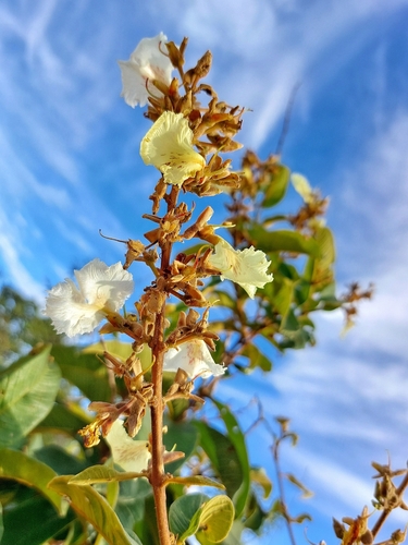 Qualea multiflora (Qualea multiflora)