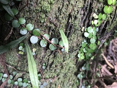 Phasmatinae