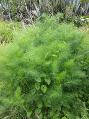 Foeniculum vulgare dulce