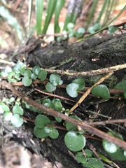 Phasmatinae