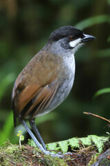 Jocotoco Antpitta photo 2