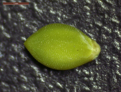 Urochloa platyphylla