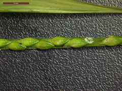 Urochloa platyphylla