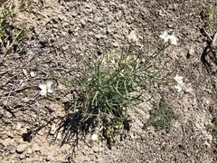 Nerisyrenia camporum