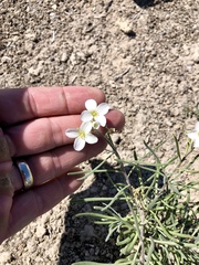 Nerisyrenia camporum