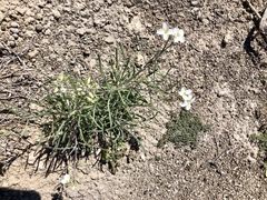 Nerisyrenia camporum