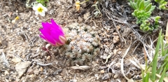 Mammillaria hernandezii
