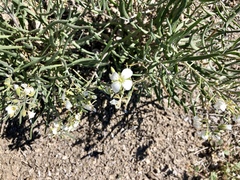 Nerisyrenia linearifolia