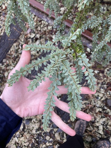 Image of Acacia vestita by (c) Thomas Mesaglio, some rights reserved (CC BY)