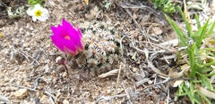 Mammillaria hernandezii