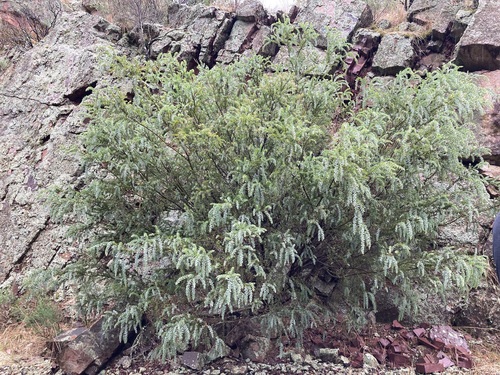 Image of Acacia vestita by (c) Thomas Mesaglio, some rights reserved (CC BY)