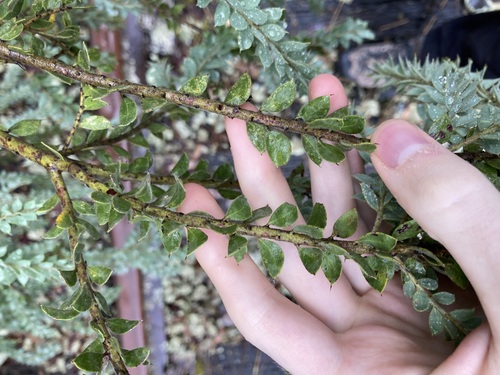Image of Acacia vestita by (c) Thomas Mesaglio, some rights reserved (CC BY)
