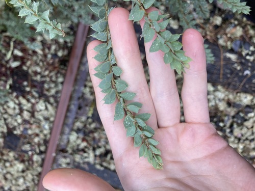 Image of Acacia vestita by (c) Thomas Mesaglio, some rights reserved (CC BY)