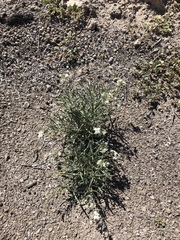 Nerisyrenia linearifolia