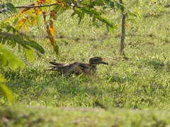 Burhinus indicus