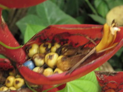 Heliconia uxpanapensis