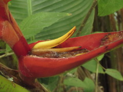 Heliconia uxpanapensis