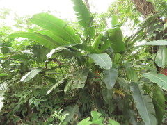 Heliconia uxpanapensis