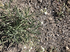 Nerisyrenia linearifolia